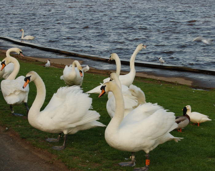 Swans at Castle Semple