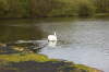Swan at Durrockstock