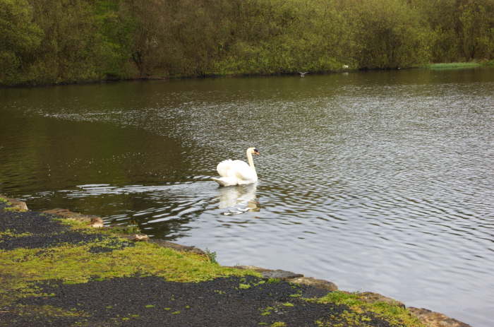Swan at Durrockstock